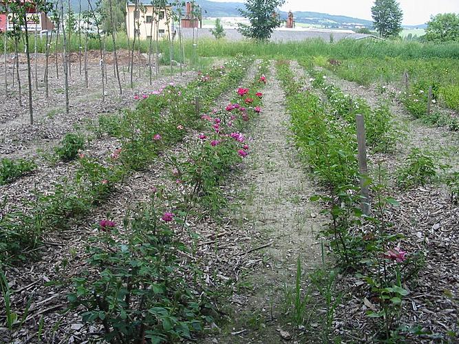 Veřejná zeleň ve městě Český Krumlov - Sazenice růží v zásobní zahradě